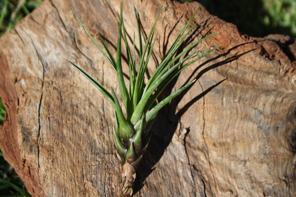 Tillandsia Melanocrator v tricolor